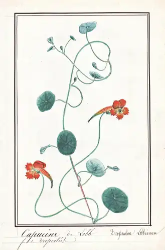 Capucine de Lobb / Tropaeolum Lobbianum - Kapuzinerkresse garden nasturtium cress / Botanik botany / Blume flo