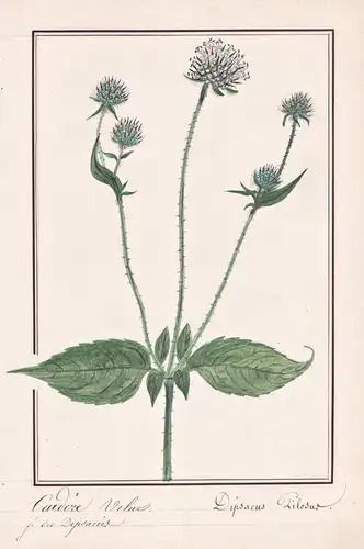 Cardere Velu / Dipsacus Pilosur - Behaarte Karde small teasel / Botanik botany / Blume flower / Pflanze plant