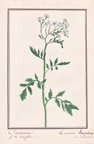 Cardamine / Cardamine Impatiens - Spring-Schaumkraut narrowleaf bittercress / Botanik botany / Blume flower /