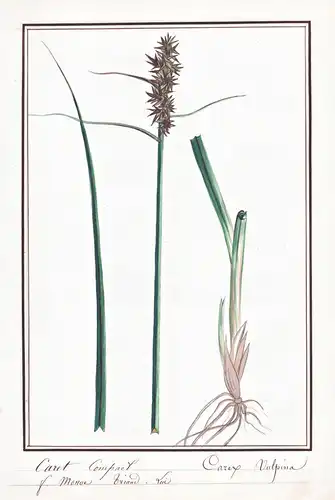 Caret Compact / Carex vulpina - Fuchs-Segge true fox sedge / Botanik botany / Blume flower / Pflanze plant