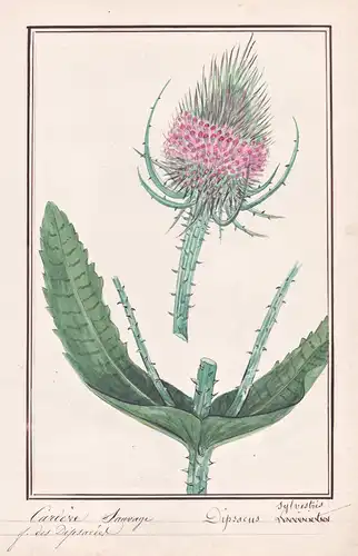 Cardere Sauvage / Dipsacus Sylvestris - Wilde Karde wild teasel / Botanik botany / Blume flower / Pflanze plan