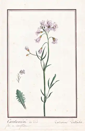 Cardamine des Pres / Cardamine Pratensis - Wiesen-Schaumkraut cuckoo flower mayflower / Botanik botany / Blume