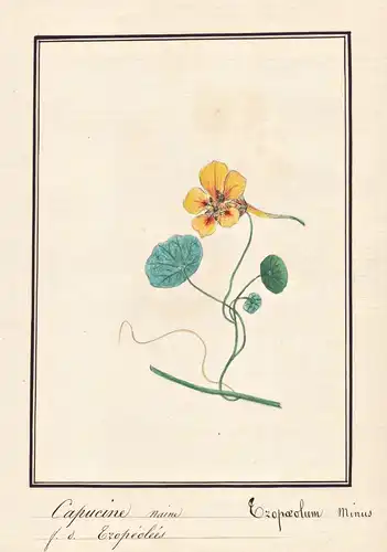 Capucine naine / Tropaeolum minus - Kapuzinerkresse garden nasturtium cress / Botanik botany / Blume flower /