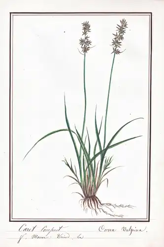 Caret Compact / Carex vulpina - Fuchs-Segge true fox sedge / Botanik botany / Blume flower / Pflanze plant