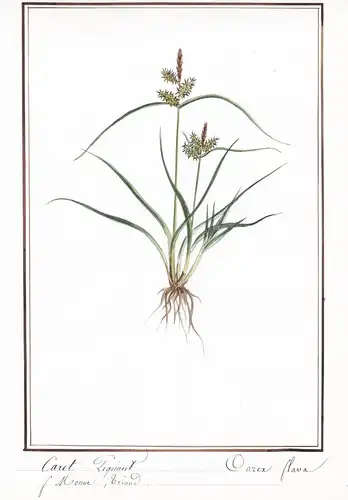 Carex piquiant / Carex flava - Gelb-Segge hedgehog grass / Botanik botany / Blume flower / Pflanze plant