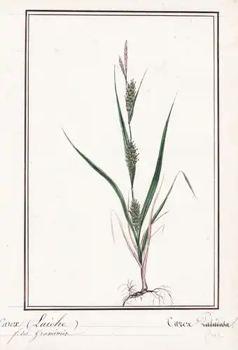 Carex (Laiche) / Carex - Segge sedge / Botanik botany / Blume flower / Pflanze plant