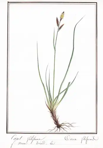 Caret filiforme / Carex filiformis - Faden-Segge woollyfruit sedge / Botanik botany / Blume flower / Pflanze p