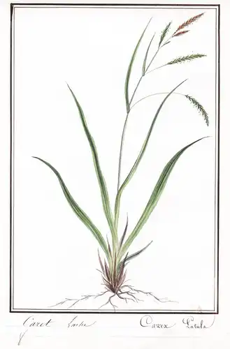 Carex sache / Carex Patula - Glatte Segge smooth-stalked sedge / Botanik botany / Blume flower / Pflanze plant