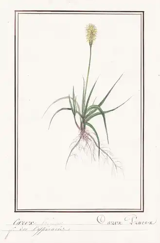 Carex / Carex Praecox - Früh-Segge spring sedge / Botanik botany / Blume flower / Pflanze plant