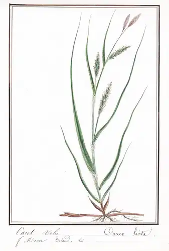 Carex velu / Carex hirta - Behaarte Segge hairy sedge / Botanik botany / Blume flower / Pflanze plant