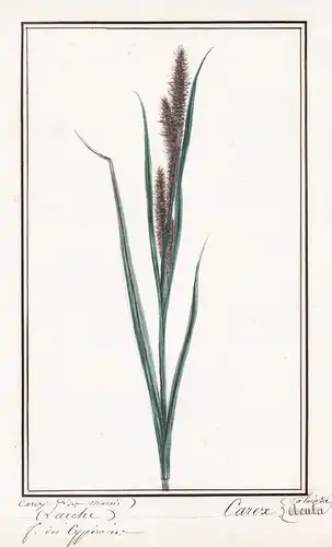 Carex des marais (Laiche) / Carex acuta Paludosa - Sumpf-Segge lesser pond-sedge / Botanik botany / Blume flow