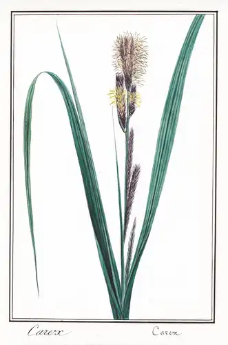Carex - Seggen true sedges / Botanik botany / Blume flower / Pflanze plant