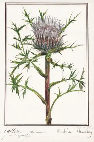 Carline chardousse / Carlina - Distel thistle Akanthusblättrige Eberwurz / Botanik botany / Blume flower / Pfl