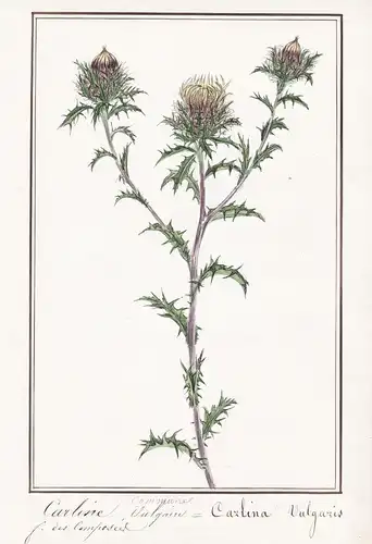 Carline vulgaire / Carlina vulgaris - Golddistel carline thistle Eberwurz / Botanik botany / Blume flower / Pf