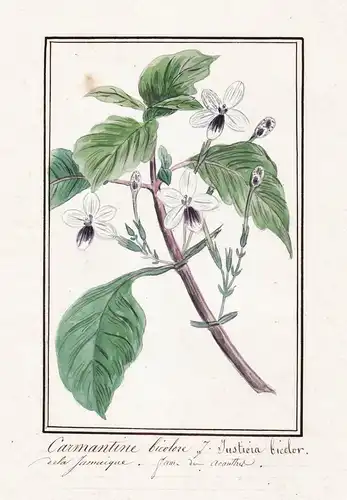 Carmantine bicolore / Justicia bicolor - Botanik botany / Blume flower / Pflanze plant