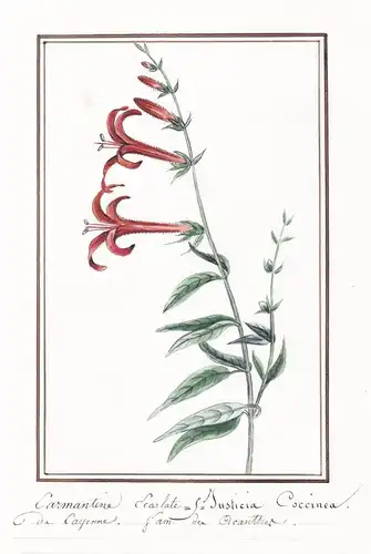 Carmantine Ecarlate / Justicia coccinea - Botanik botany / Blume flower / Pflanze plant