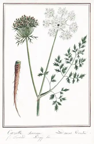 Carotte Sauvage / Daucus Carota - Möhre Karotte wild carrot / Botanik botany / Blume flower / Pflanze plant