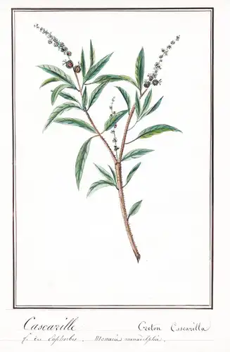 Cascarille / Croton Cascarilla - Kaskarillabaum cascarilla / Botanik botany / Blume flower / Pflanze plant