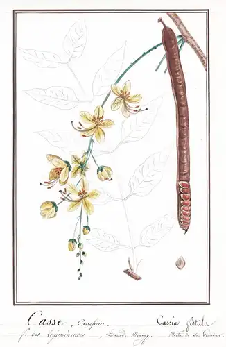Casse Caneficier / Cassia fistula - Röhren-Kassie golden shower purging cassia / Botanik botany / Blume flower