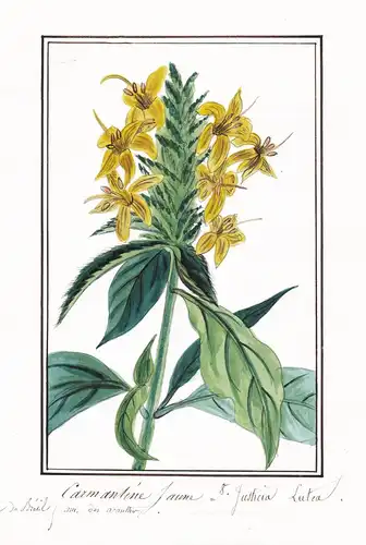 Carmantine Jaune / Justicia lutea - Goldähre Dichtähre golden shrimp plant or lollipop plant / Botanik botany