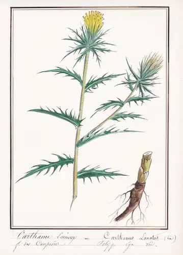 Carthame Laineux = Carthanus Lanatus - Färberdistel safflower Saflor Öldistel / Botanik botany / Blume flower