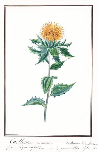 Carthame des teinturiers = Carthanus tinctorius - Färberdistel safflower Saflor Öldistel / Botanik botany / Bl