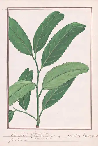 Cerisier / Cerasus Laurocerasus - Lorbeerkirsche cherry laurel / Botanik botany / Blume flower / Pflanze plant