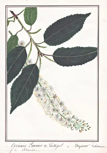 Cerisier laurier de Portugal = Alzarro Lusitanica - Lorbeerkirsche Kirschlorbeer cherry laurel / Botanik botan