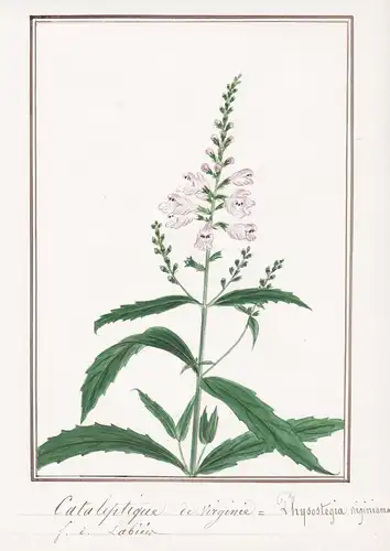 Cataleptique de virginie = Physostegia virginiana - Gelenkblume obedient plant Etagenerika / Botanik botany /