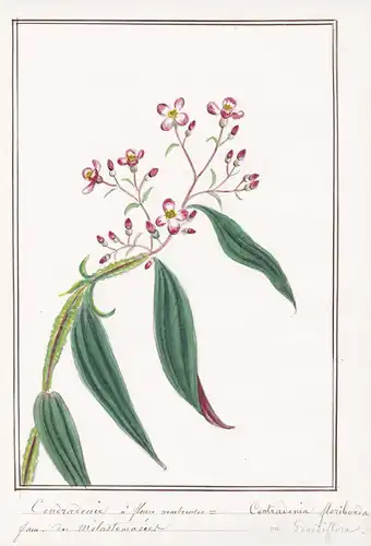 Cendradenie a fleurs nombrerdes = Centradenia floribunda -  Botanik botany / Blume flower / Pflanze plant