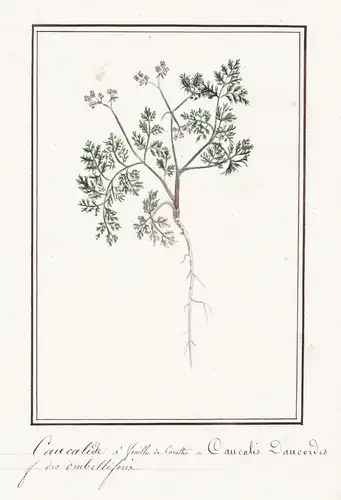 Caucalide a feuilles de Carottes / Caucalis Daucoides - Möhren-Haftdolde / Botanik botany / Blume flower / Pfl