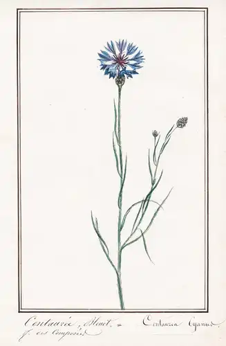 Centauree  Bleu / Centaurea Cyanur - Kornblume cornflower Zyane bachelor's button / Botanik botany / Blume flo