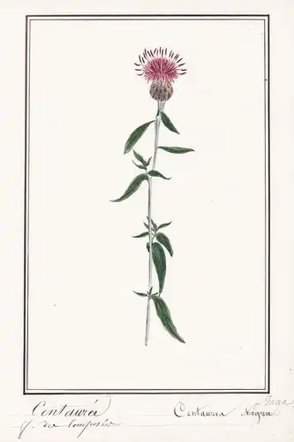 Centauree / Centaurea -  Flockenblume centaury starthistles / Botanik botany / Blume flower / Pflanze plant