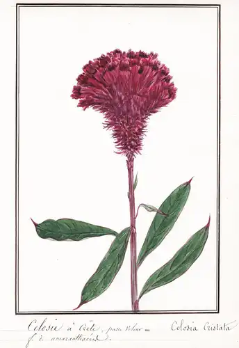 Celosie a Crete = Celosia Cristata - Hahnenkamm plumed cockscomb Silber-Brandschopf  / Botanik botany / Blume