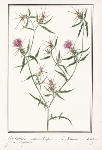 Centauree Chausse Trape / Centaurea calcitrapa - Stern-Flockenblume red star-thistle / Botanik botany / Blume