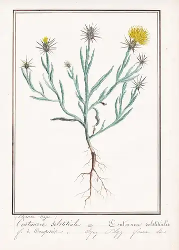 Centauree solstitiale / Centaurea solstitialis - Sonnenwend-Flockenblume yellow star-thistle / Botanik botany