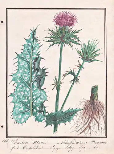 Chardon Marie / Carduus Marianus - Mariendistel Marian thistle milk thistle / Botanik botany / Blume flower /