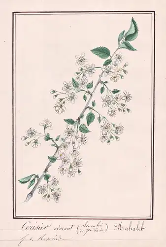 Cerisier odorant / Mahaleb - Felsen- oder Weichselkirsche mahaleb cherry St Lucie cherry / Botanik botany / Bl