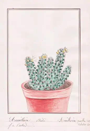 Mamillaire Etoile = Mamillaria pusilla - Mammillaria Kaktus cactus / Botanik botany / Blume flower / Pflanze p