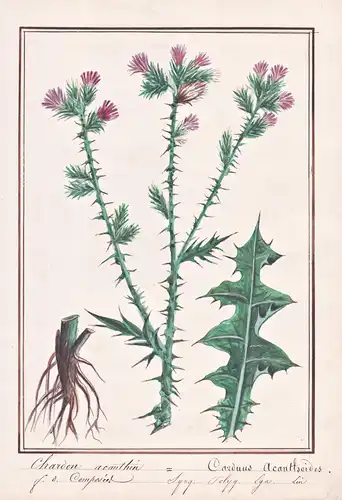 Chardon acanthin / Carduus acanthoides - Weg-Distel spiny plumeless thistle / Botanik botany / Blume flower /