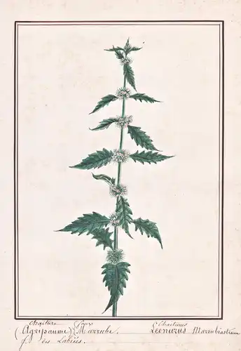 Chaiture faux / Leonurus Marrubiasteum - Herzspannkraut motherwort / Botanik botany / Blume flower / Pflanze p