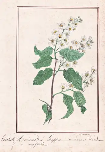 Cerisier Merisier a Grappes = Cerasus Padus - Gewöhnliche Traubenkirsche bird cherry / Botanik botany / Blume