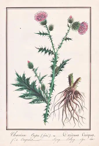 Chardon crepu / Carduus Crispus - Krause Distel curly plumeless thistle / Botanik botany / Blume flower / Pfla