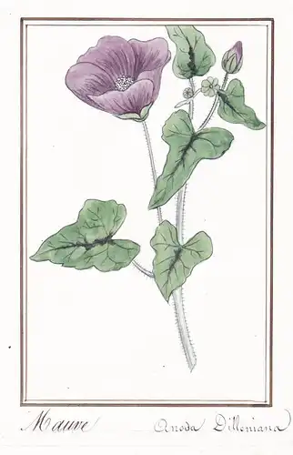 Mauve / Anoda Dilleniana - Wilde Malve common mallow / Botanik botany / Blume flower / Pflanze plant