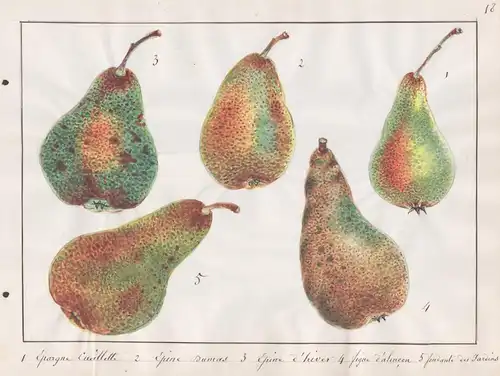 1 Epargne Cueilette / 2 Epine Dumas ... - Birne pear Birnen pears / Obst fruits / Pomologie pomology / Botanik