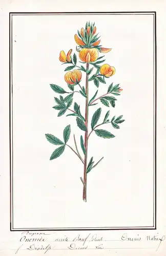 (Burgrane) Ononide arrete Boeuf / Ononis natrix - Gelber Hauhechel yellow restharrow / Botanik botany / Blume