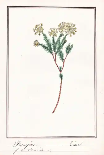 Bruyere / Erica - Heidekraut heather heath / Botanik botany / Blume flower / Pflanze plant