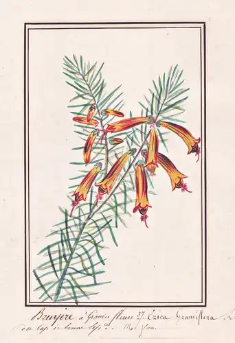 Bruyere a grandes fleurs / Erica Grandiflora - Heidekraut heather heath / Botanik botany / Blume flower / Pfla