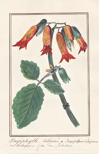 Bryophylle Calicine = Bryophyllum Calycinum - Goethe-Pflanze cathedral bells / Botanik botany / Blume flower /
