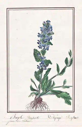 Bugle Rampante = Ajuga reptans - Guldengünsel blue bugle Kriechende Günsel / Botanik botany / Blume flower / P